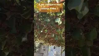 Вот как оказывается растет киви 🥝