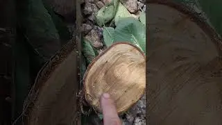 Камедь на стволе, что это значит?