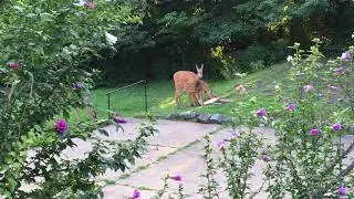 Doe & Fawns Feeding - Pittsburgh, Pa