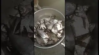 котенок ждет рыбу