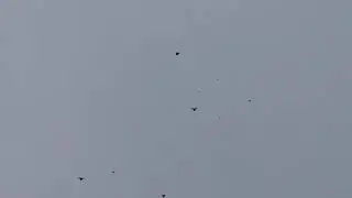Енакиевские голуби Олега Лепы