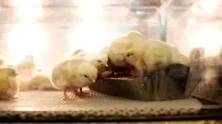 Chicks Feeding SOUND EFFECTS
