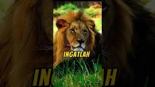 Kejarlah tujuanmu sebagaimana singa mengejar mangsanya.