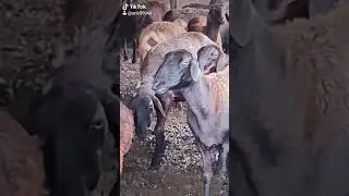 певица
