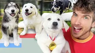 My 11 Huskies Compete in the Puppy Olympics Challenge!