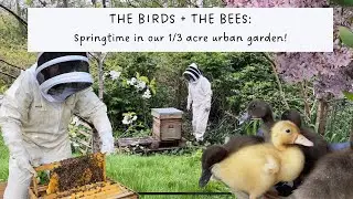 🐣🐝 The birds + the bees in our urban-ish garden. #ducklings #homesteading