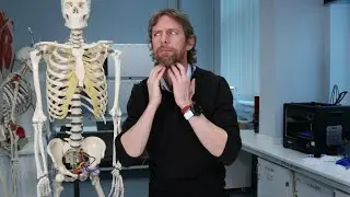 Neck strap muscles (anatomy)