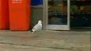 Shoplifting Seagull