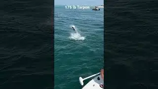 Tarpon fishing Boca Grande
