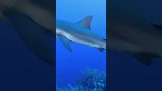 X-Dive Adventure at Jack McKenney’s Canyons 🦈
