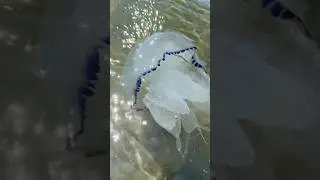 Уха из пеленгаса #уха #рыбалка