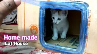 Simple Box into a Cat House | how to training train open cat house door | cufylicy