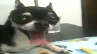 Mr. Marbles Has a Long Tongue
