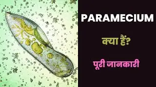 What is Paramecium with Full Information? – [Hindi] – Quick Support