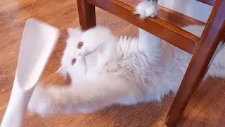 new breed CATPANZEE