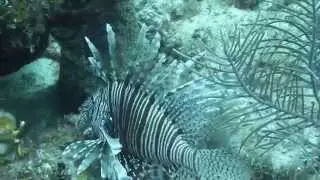 Turks & Caicos scuba diving 2014
