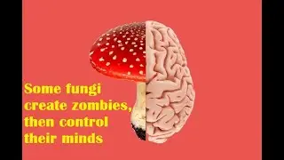 Some fungi create zombies, then control their minds