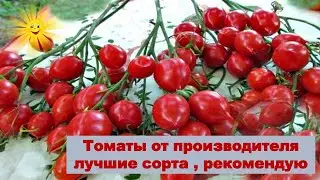 Томаты от производителя, лучшие сорта, рекомендую к посадке в 2022 году