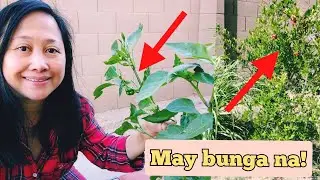 May bunga na! | Silipin natin ang aking mga tanim sa backyard|