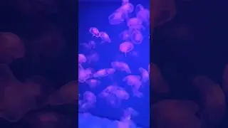 Много, очень много медуз. Большой аквариум с медузами🤩💪 
