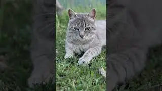 Котэ