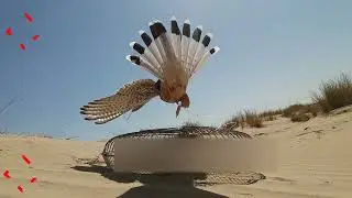 hunting falcon baz