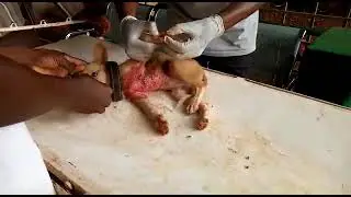 Des vers sur un chien
