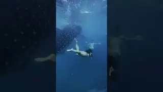 Лучший остров в мире 