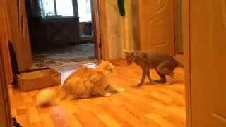 Устройство ноги было отключено...