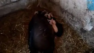 Vietnamese piglets crossbred with a white boar, 5 days old.