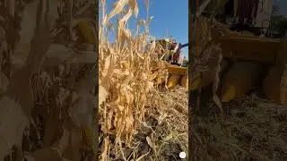 Уборка кукурузы 2023 