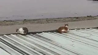Кисы