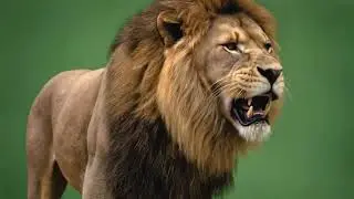 7 Realistic Lion Green Screen Animations | Walk, Roar, Jump, Attack & More (4K Footage)