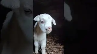 Cute Sheep sound #shorts