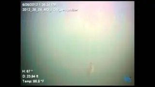 SeaQualizer in Action with Red Snapper