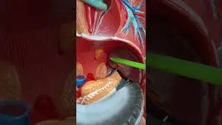 Spleen : external features