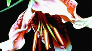 billy woods & ​kenny segal - Babylon by Bus (Subtitulado)