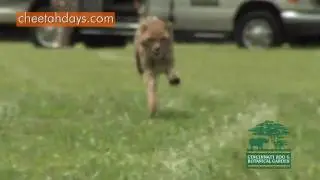 Tommy T's Longest Run-Cincinnati Zoo