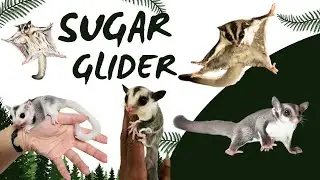 Sugar Glider এর দাম কত? -Sugar Glider price in Bangladesh/India- Pets Paradise