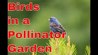 Capturing Stunning Birds In A Blooming Pollinator Garden