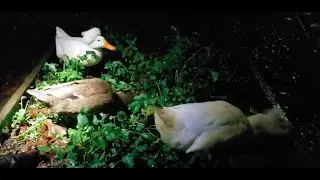 Slug and Grub hunting after dark (with our Ducks!)