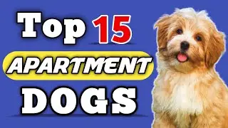 15 BEST APARTMENT DOG BREEDS || Small Apartment Dog Breeds