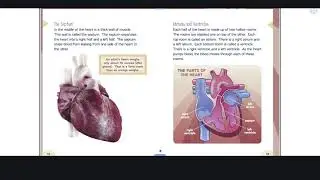 your circulatory system (Part 1)