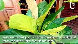 The Magnificent of Anthurium Jemani