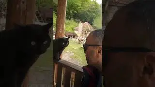 Кот против мужика