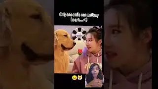 Only One Smile Can Melt Your Whole Heart 🥰😍🙈|Cute Dog❤️|#dog #cute #doglovers #trending #shortsvideo