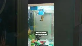 Бизнес на автомате Крюк 🔥 