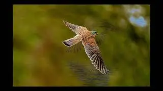 4k Amazing Forest Animals Picture That You Like (Animals Video)