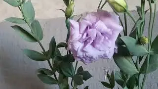 ЭУСТОМА (ирландская роза)----ЦВЕТЕТ в квартире