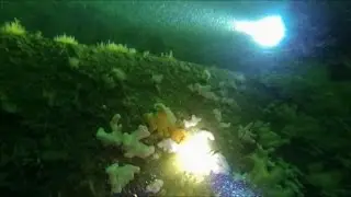 S.S.  Exmouth, wreck dive, Eyemouth